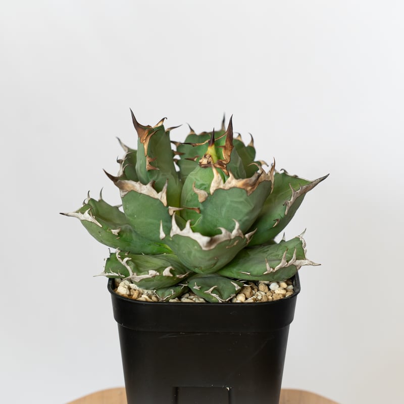 ヨ*シ様 多肉植物・アガベ・チタノタ・【特選】オルカ天芽・斑入り コレクション株 ヨ*シ様 多肉植物・アガベ・チタノタ・【特選】オルカ天芽