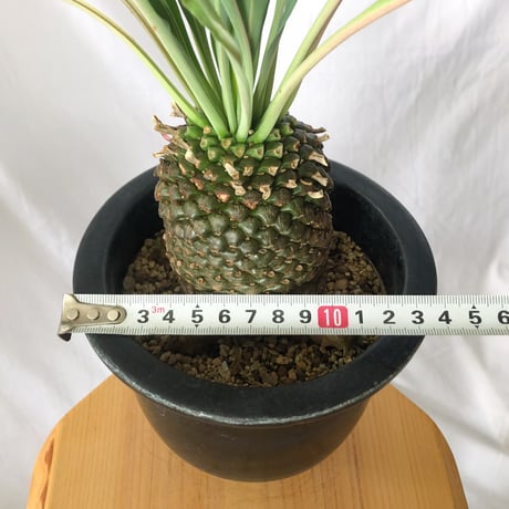 鉄甲丸 ユーフォルビア ブプレウリフォリア 実生 雌株 Euphorbia bupleurifolia 多肉植物 珍奇植物 静岡 ANTIDOTE 通販 S532
