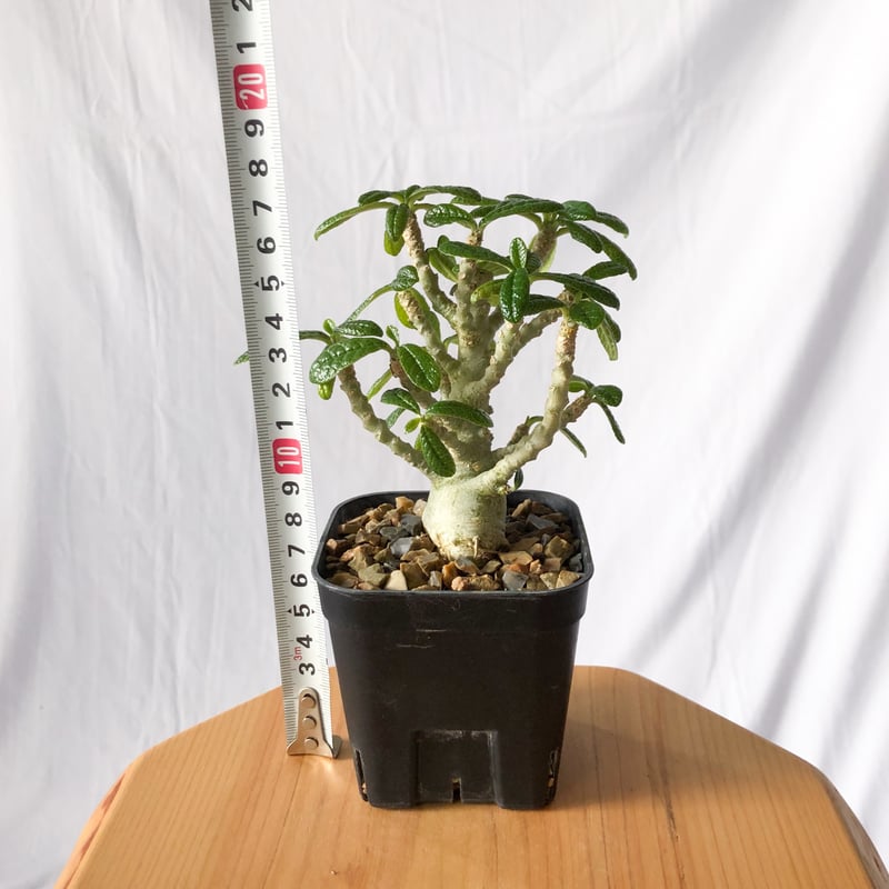 ドルステニア ギガス Dorstenia gigas 発根済 塊根植物 多肉植物 珍奇