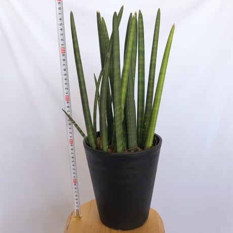 サンスベリア スタッキー Sansevieria stuckyi  観葉植物 多肉植物 インテリアグリーン 静岡 ANTIDOTE 通販 S1176