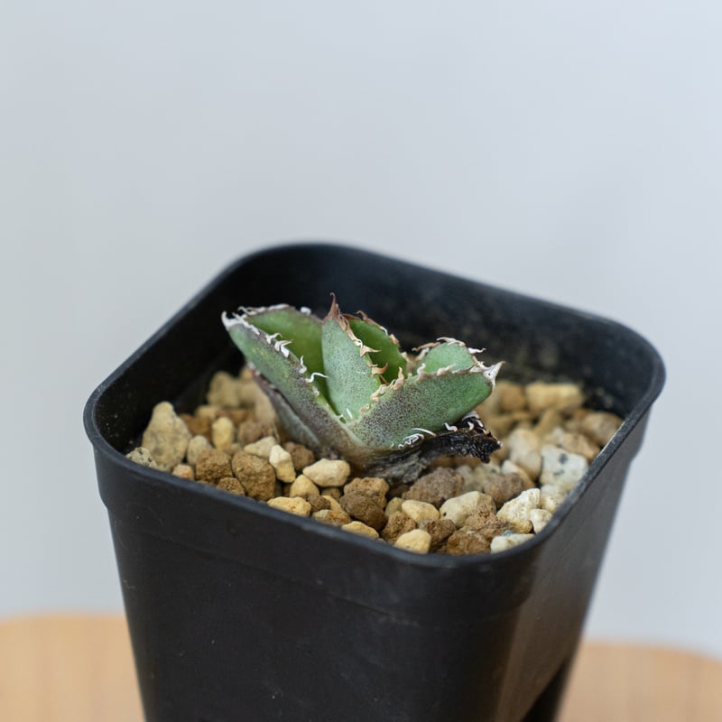 アガベ チタノタ 皇冠 TC【発根管理中】 Agave titanota Crown