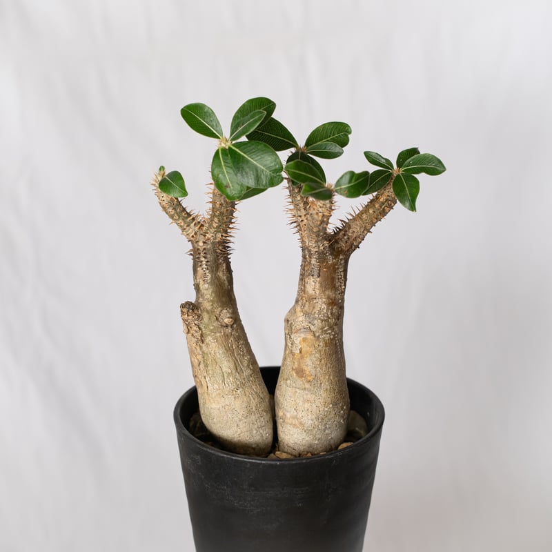 パキポディウム エニグマティクム 現地球 Pachypodium enigmaticum 塊根