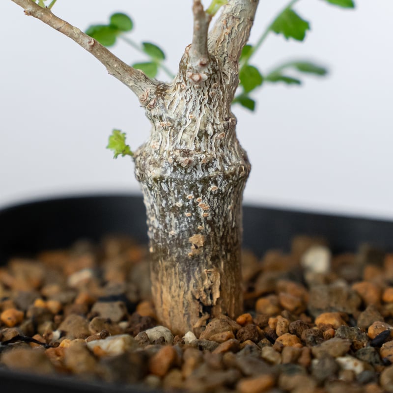 ボスウェリア ネグレクタ 実生 Boswellia neglecta 多肉植物 珍奇植物