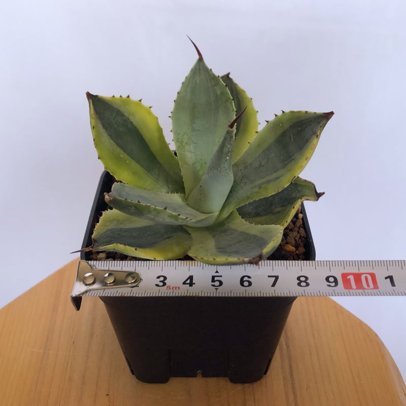 アガベ ポタトラム 三宅雷神 OC株 【発根管理中】Agave potatorum Miyak