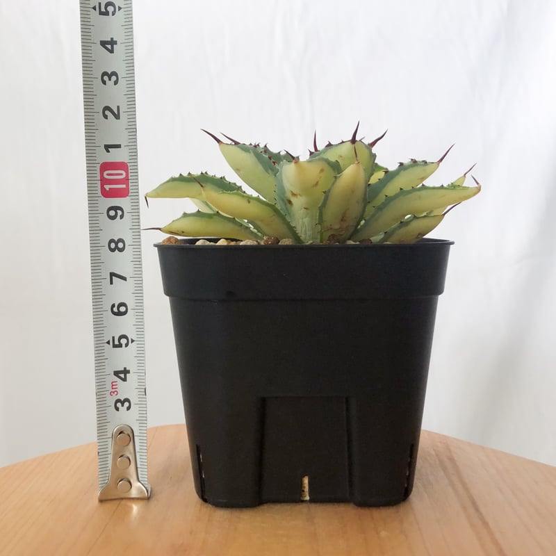 アガベ チタノタ 吉祥冠錦 OC株【発根管理中】斑入り Agave potatorum