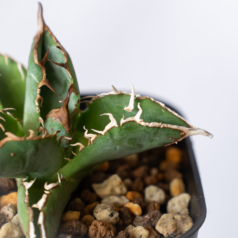 アガベ チタノタ ブツブツノーネーム TC株【発根管理中】Agave