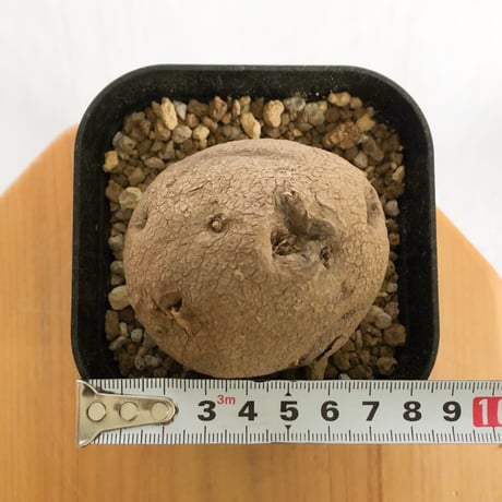 ステファニア エレクタ【発根管理中】Stephania erecta 塊根植物 コーデックス 多肉植物 珍奇植物 静岡 ANTIDOTE 通販 S1221