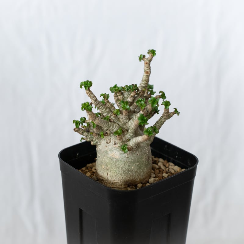 アデニウム アラビカム ドーセットホーン 獅子葉 輸入株 Adenium