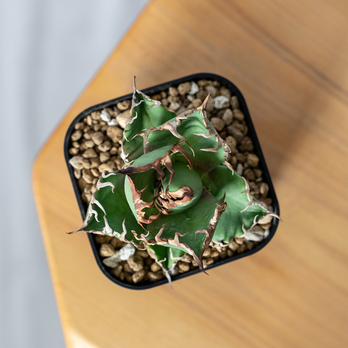 アガベ チタノタ シーザー 美株 OC株 Agave titanota Caesar 多肉植物