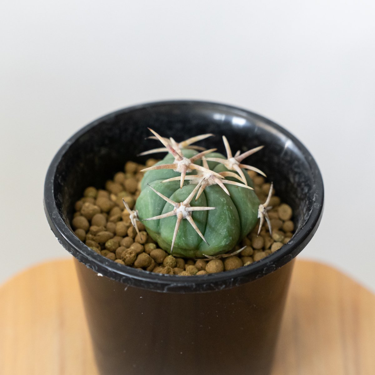 サボテン　エキノカクタス　白刺翠平丸　実生苗 エキノカクタス 白刺翠平丸 実生 美株 Echinocactus horizonthaloni
