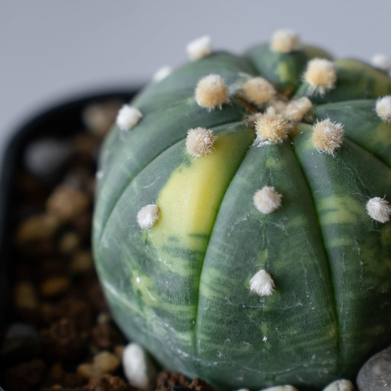 アストロフィツム 瑠璃兜錦 実生 Astrophytum asterias nudum var