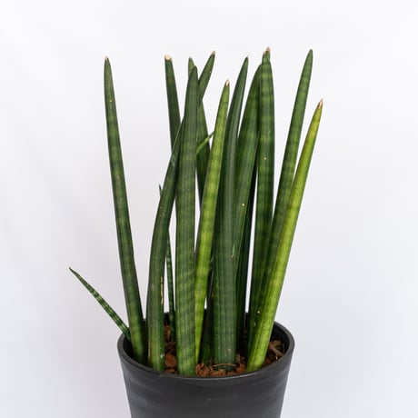 サンスベリア スタッキー Sansevieria stuckyi  観葉植物 多肉植物 インテリアグリーン 静岡 ANTIDOTE 通販 S1176