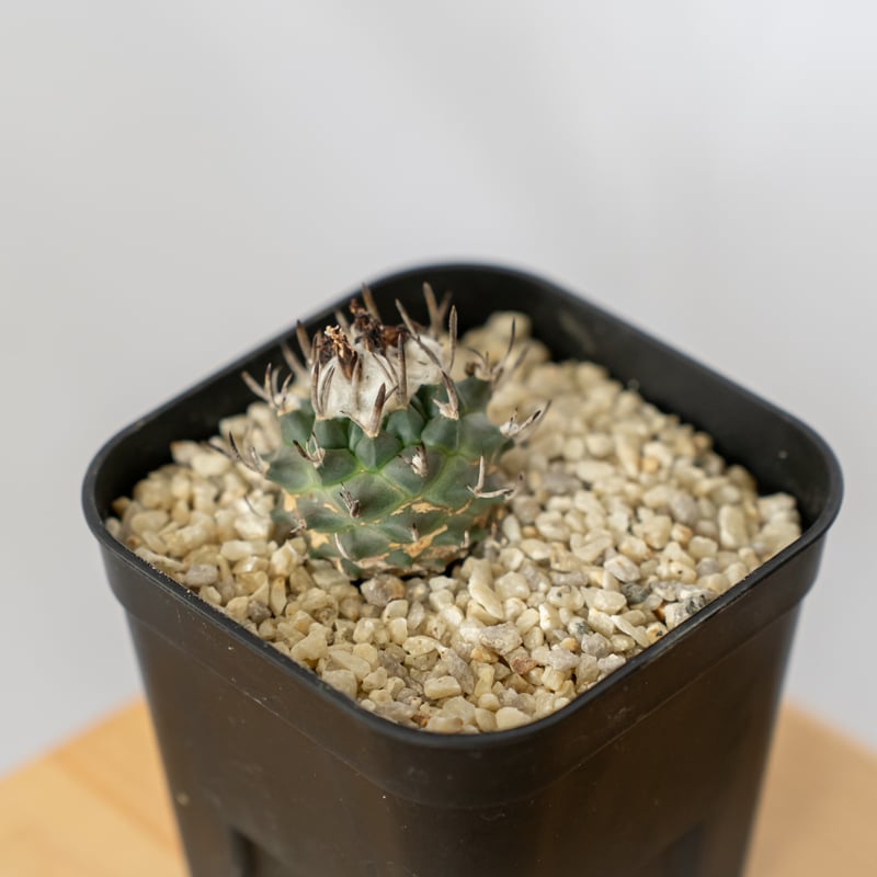 ツルビニカルプス　昇雲竜　群生　Turbinicarpus 希少 国内繁殖株 ツルビニカルプス 昇雲竜 群生 Turbinicarpus 希少 国内繁殖株