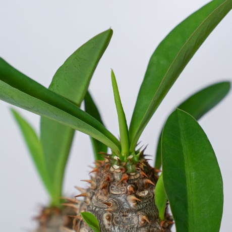 ユーフォルビア ハイブリッド  実生 パルビメデューサエ×ミリー ハナキリン　Euphorbia hybrid 多肉植物 珍奇植物 静岡 ANTIDOTE 通販 S1498