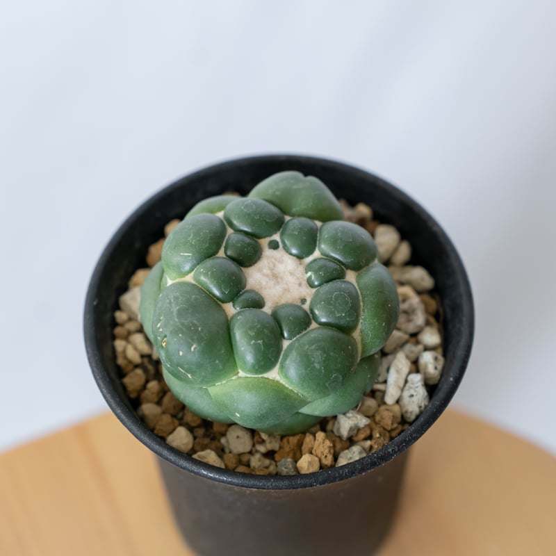 サボテン 【象牙丸錦】 自家採種→実生→実生株を接木→接下ろし→自発根 サボテン 【象牙丸錦】 自家採種→実生→実生株を接木→接下ろし