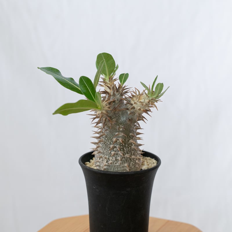 塊根植物 パキポディウムデンシフローラム var.ブレビカリックス