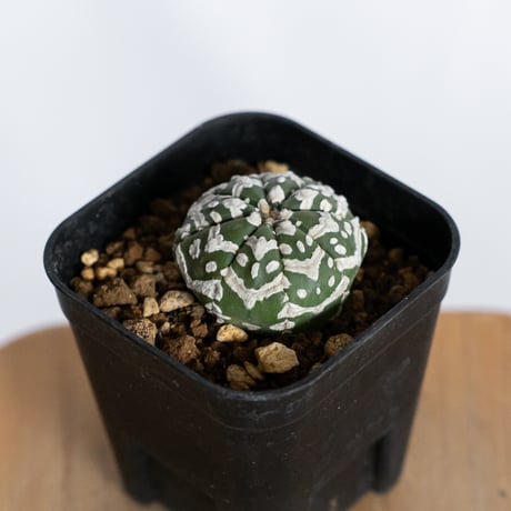 アストロフィツム スーパー兜 Vタイプ 美株 実生 アロー Astrophytum asterias Super Kabuto V サボテン 多肉植物 静岡 ANTIDOTE 通販 S1233