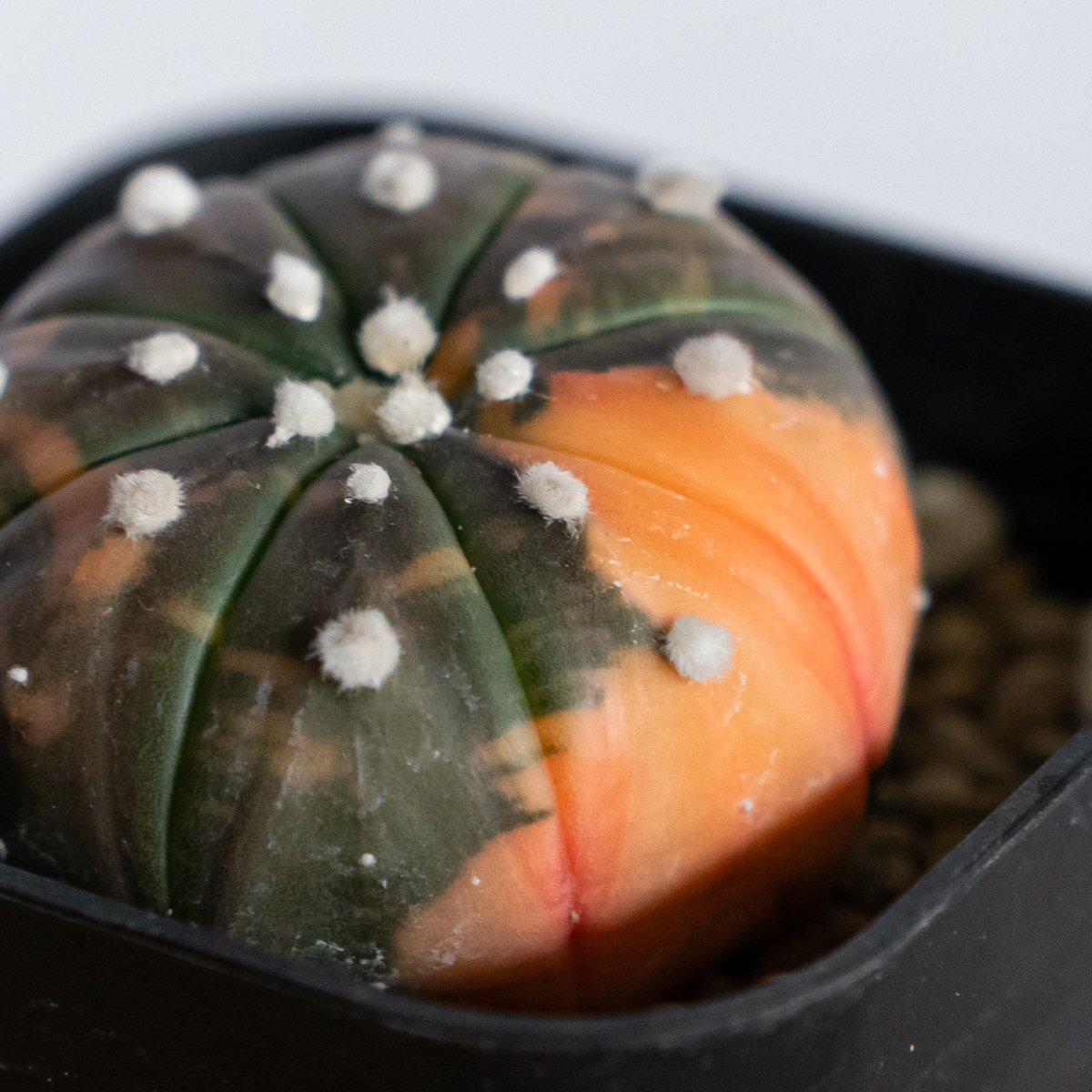 アストロフィツム 瑠璃兜錦 赤斑 美株 実生 Astrophytum asterias 多肉