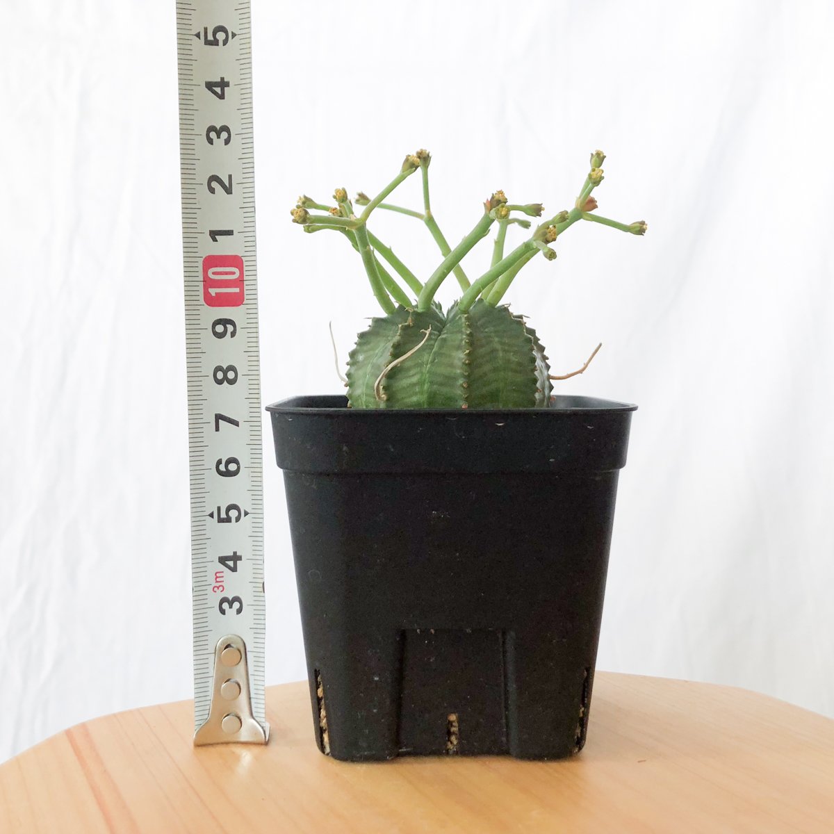 ユーフォルビア スーパーバリダ 実生 雄株 Euphorbia super valida 多肉