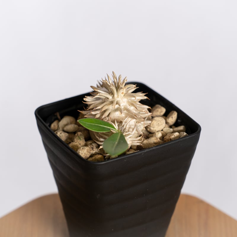 パキポディウム エブレネウム 実生 Pachypodium eburneum 塊根植物