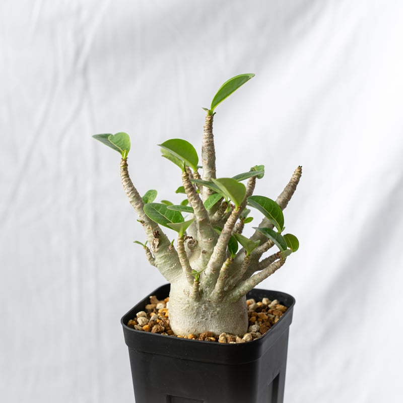 アデニウム アラビカム ブラックスキン【発根管理中】Adenium Arabicum