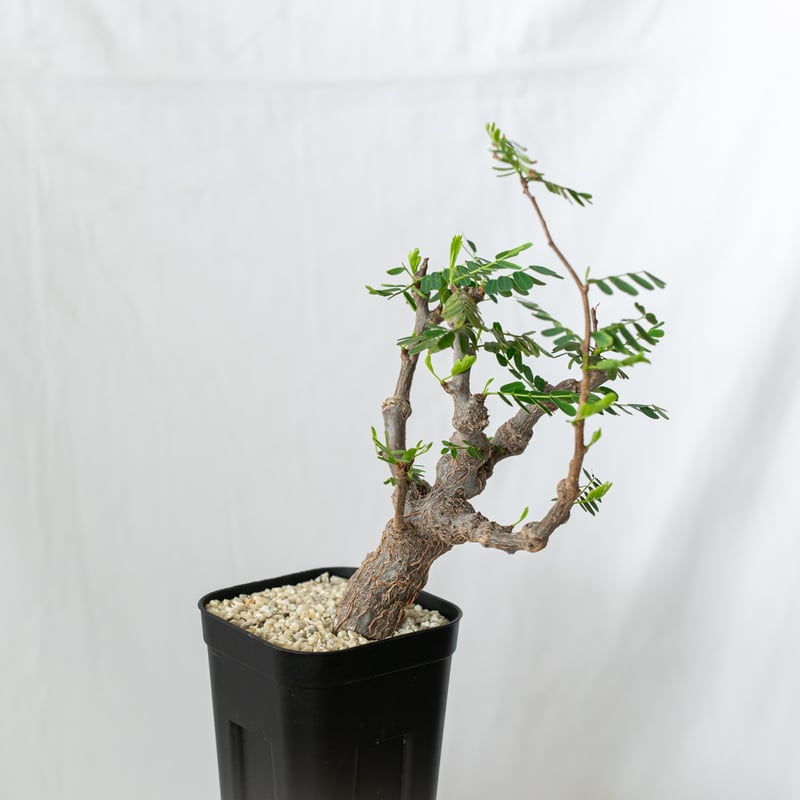 センナ メリディオナリス 輸入株 Senna Meridionalis コーデックス