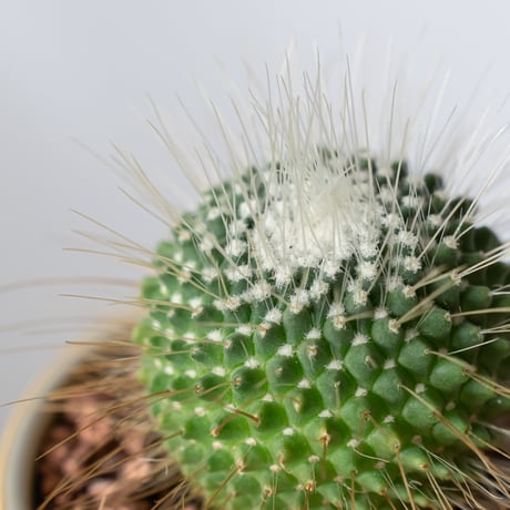 マミラリア ピコ 鉢セット Mammillaria spinosissima pico サボテン 多肉植物 観葉植物 静岡 ANTIDOTE 通販 S1341