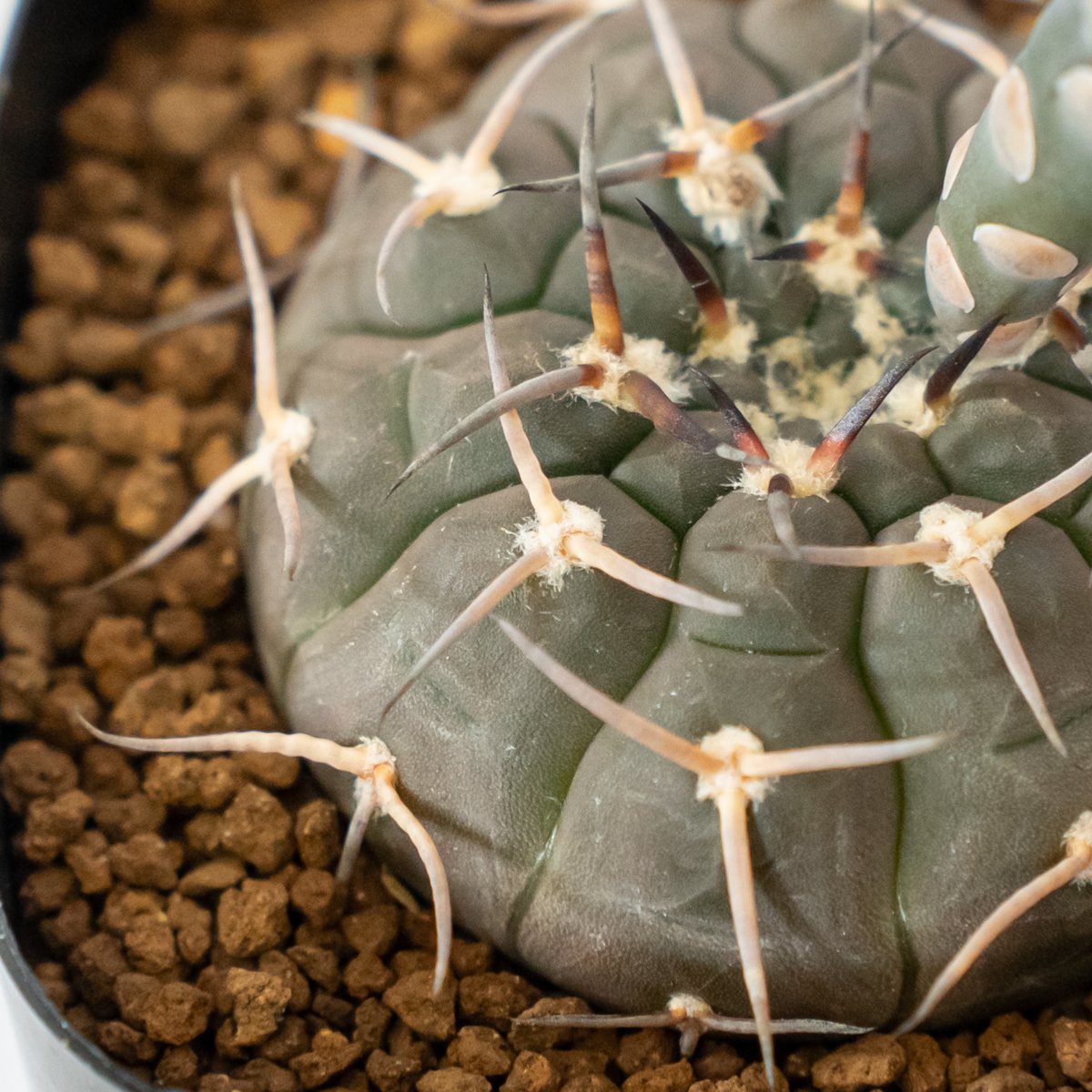 ギムノカリキウム バリスピナム 武勲丸 実生 Gymnocalycium balispinum