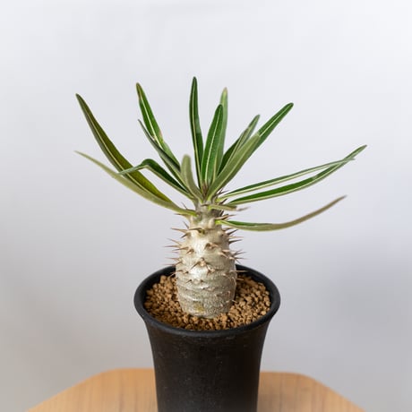 パキポディウム | STORES