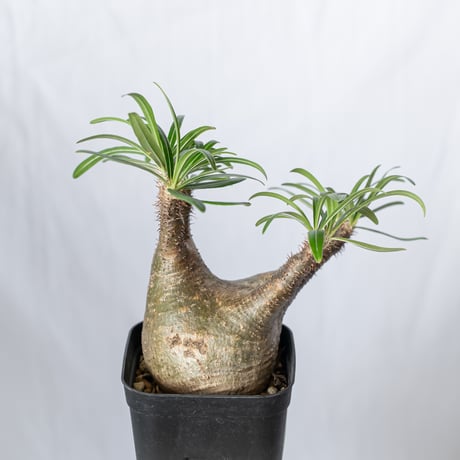 STORES 塊根植物の検索結果 STORES 塊根植物の検索結果
