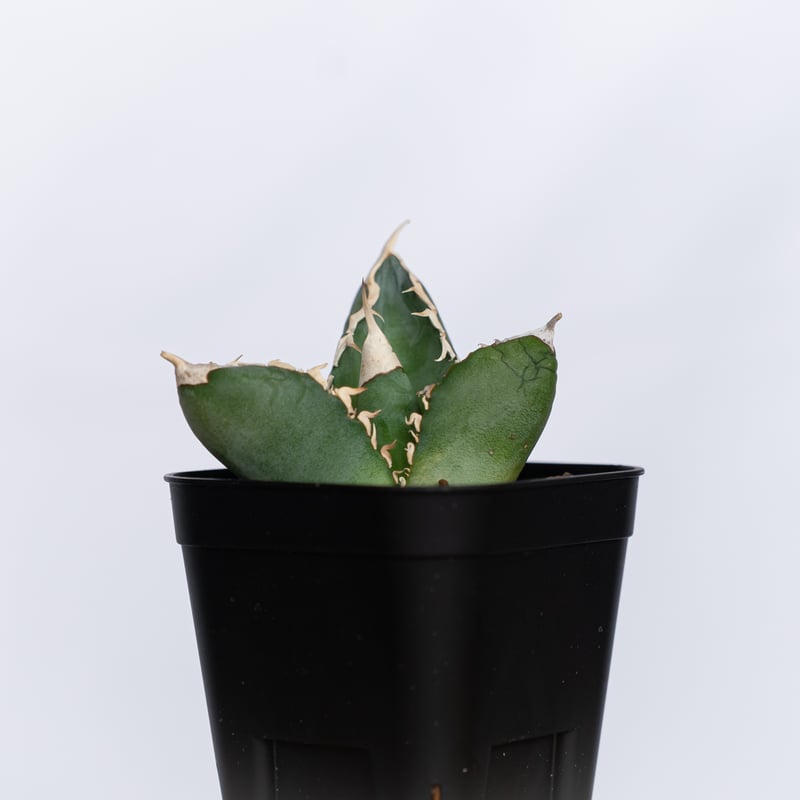 アガベ チタノタ 大白鯊 ホオジロザメ【発根管理中】TC株 Agave