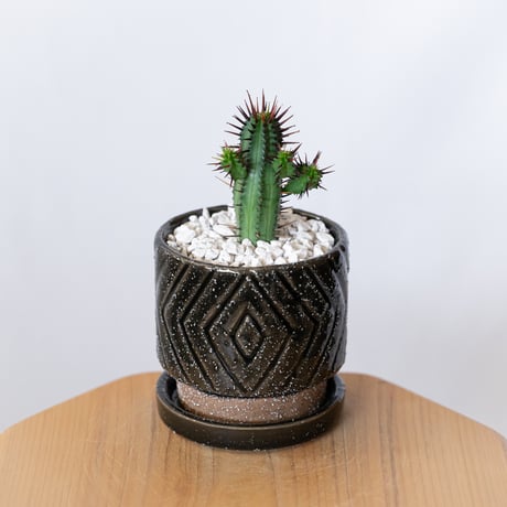 ユーフォルビア 紅彩閣 エノプラ 鉢セット Euphorbia enopla 塊根植物 多肉植物 珍奇植物 静岡 ANTIDOTE 通販 S1388