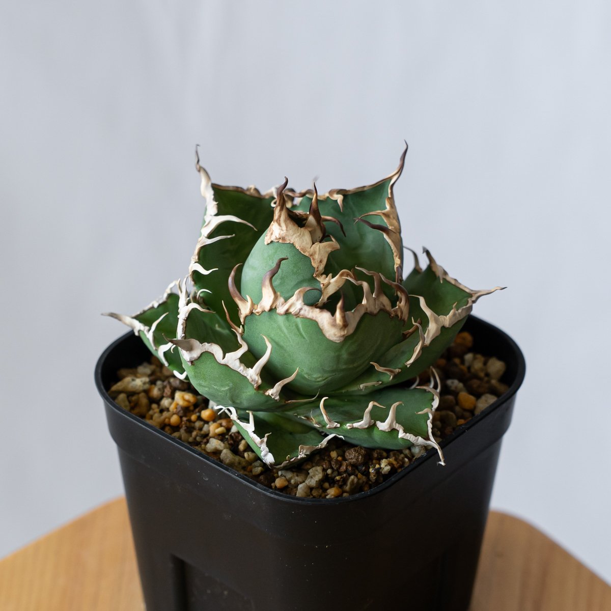 アガベ チタノタ シーザー OC株 Agave titanota Caesar 多肉植物 珍奇