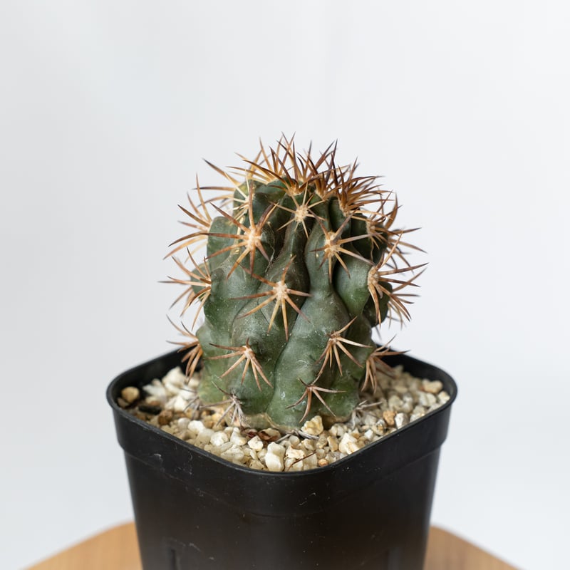 コピアポア デュラ 銅鑼丸 実生 dura valiem spicygem