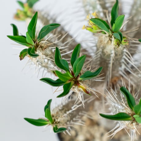 ユーフォルビア ギラウミニアナ 実生 Euphorbia guillauminiana 多肉植物 珍奇植物 ANTIDOTE 静岡 通販 S1456