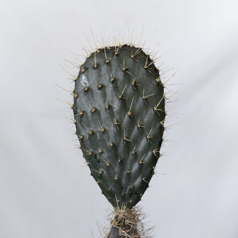 オプンチア ガラパゴス団扇 実生 Opuntia galapageia サボテン 多肉