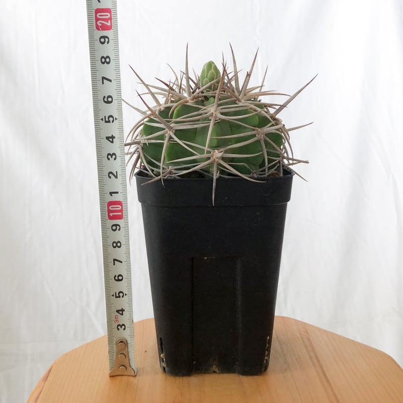 ギムノカリキウム フェロシオール 実生 Gymnocalycium hybopleurum v