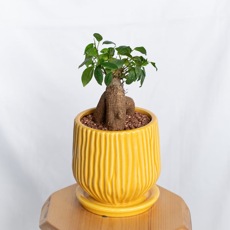 ガジュマル 鉢セット Ficus microcarpa キジムナー 多幸の木 塊根植物