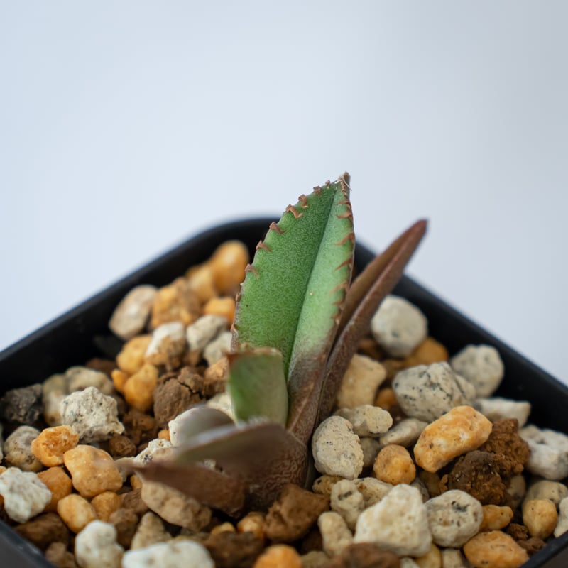 アガベ チタノタ 鰐亀 ワニガメ TC株 Agave titanota alligator s