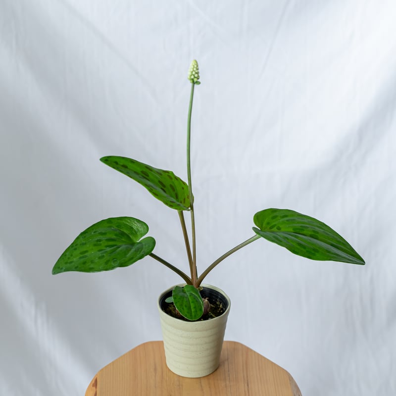 その他観葉植物 moomooo Amazon｜東京寿園 観葉植物 5点セット ハイドロカルチャー 本物