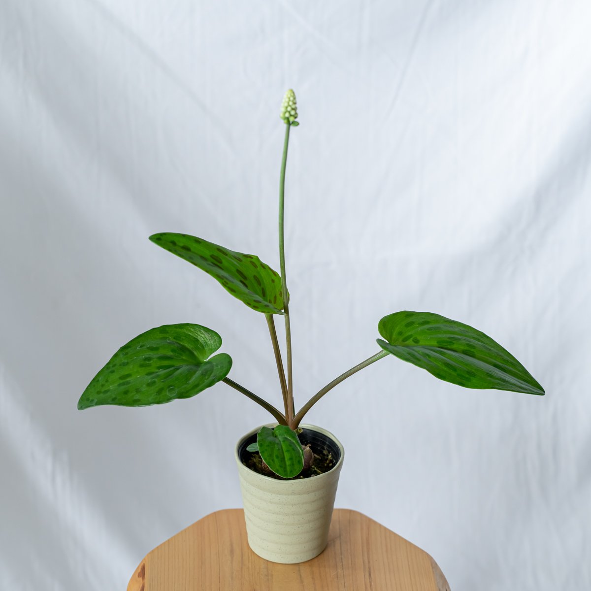 その他観葉植物 moomooo fraxinus-griffithii-564_1.jpg?