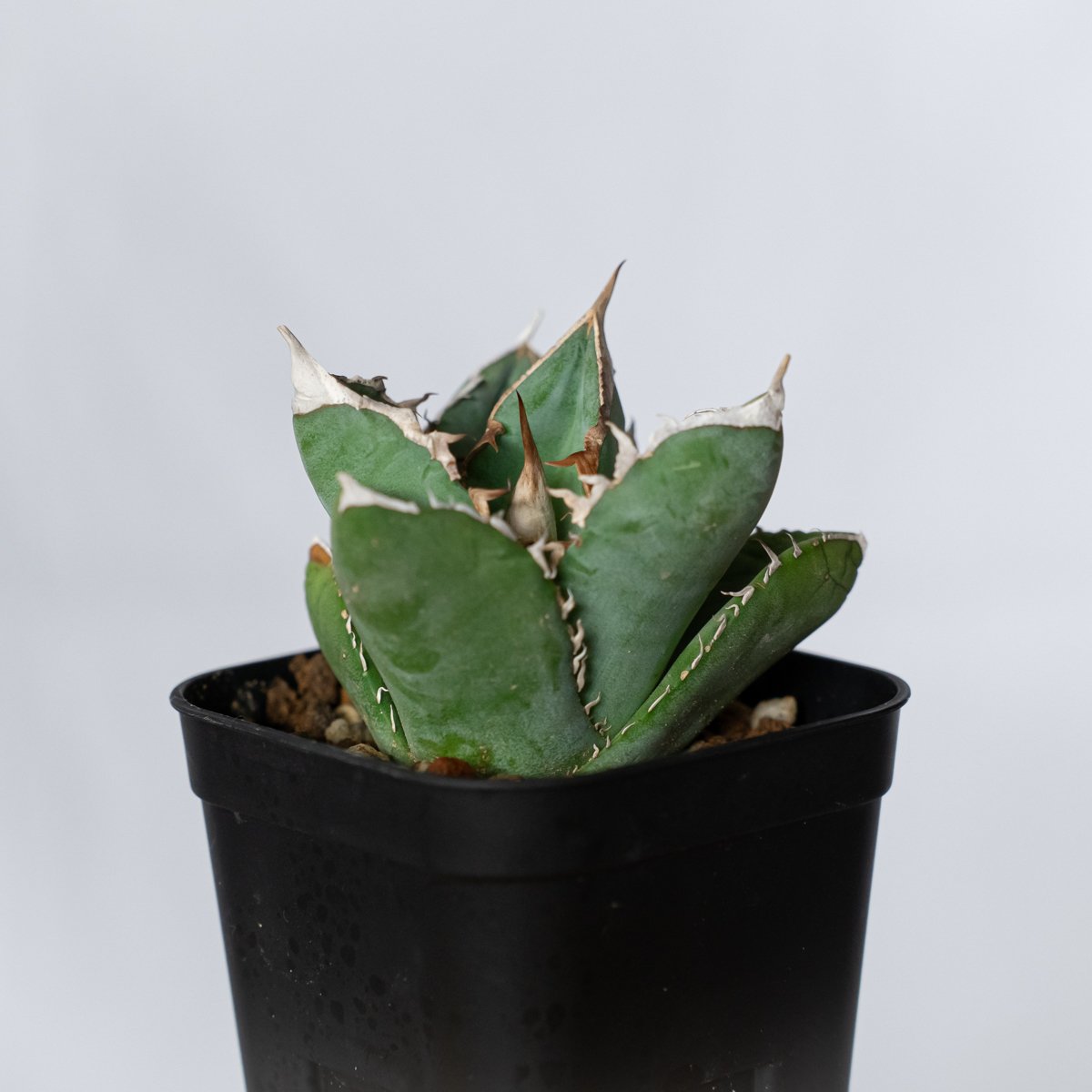 アガベ チタノタ 大白鯊 ホオジロザメ【発根管理中】TC株 Agave