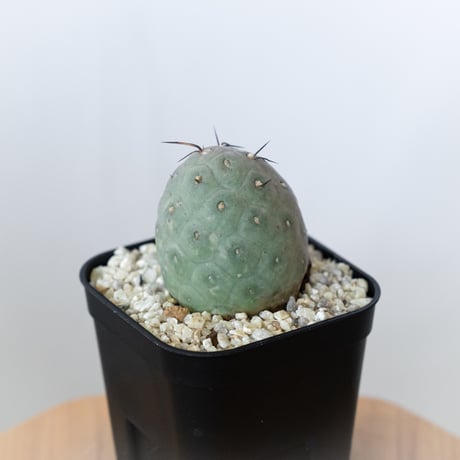 ゲオメトリクス | STORES