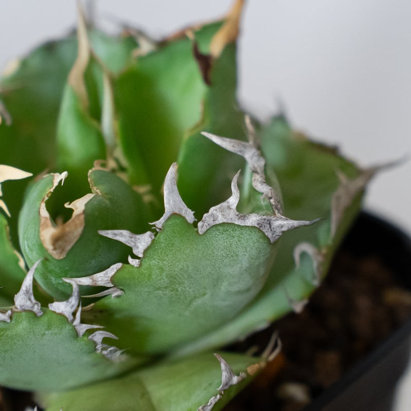 A112 アガベ フィリグリー OC株 アガベ チタノタ フィリグリー OC株