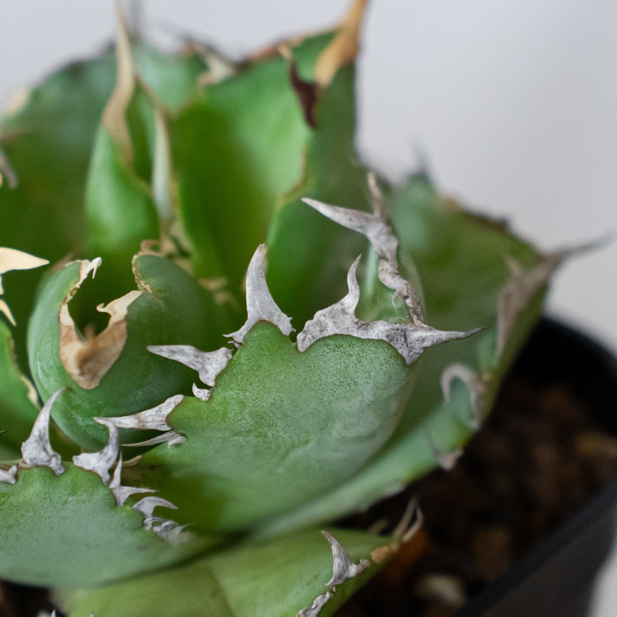 アガベ チタノタ フィリグリー OC株 agave titanota filigree 多肉植