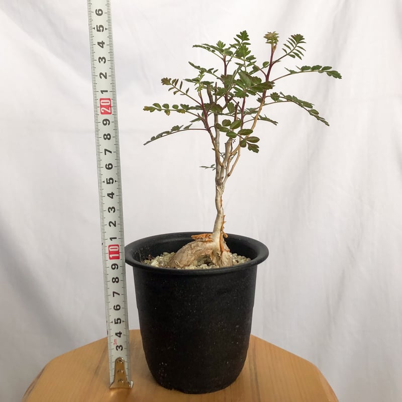 象の木 パキコルムス ディスカラー Pachycormus discolor コーデックス