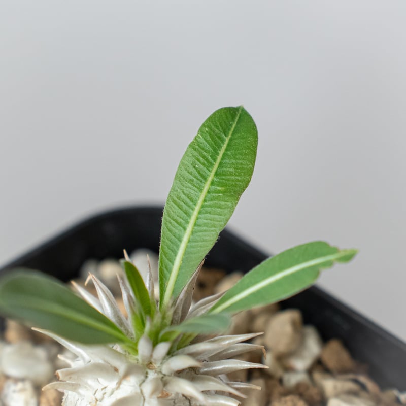 パキポディウム ブレビカウレ 恵比寿笑い 実生 Pachypodium brevicaule