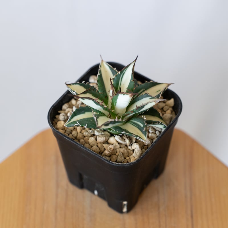 アガベ チタノタ 太陽神 白中斑 極上株 美株【発根管理中】TC株