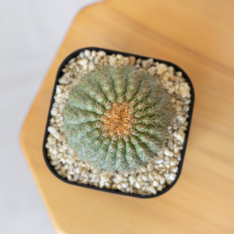 コピアポア コルムナアルバ 孤竜丸 台付 美株 Copiapoa cinerea var. c