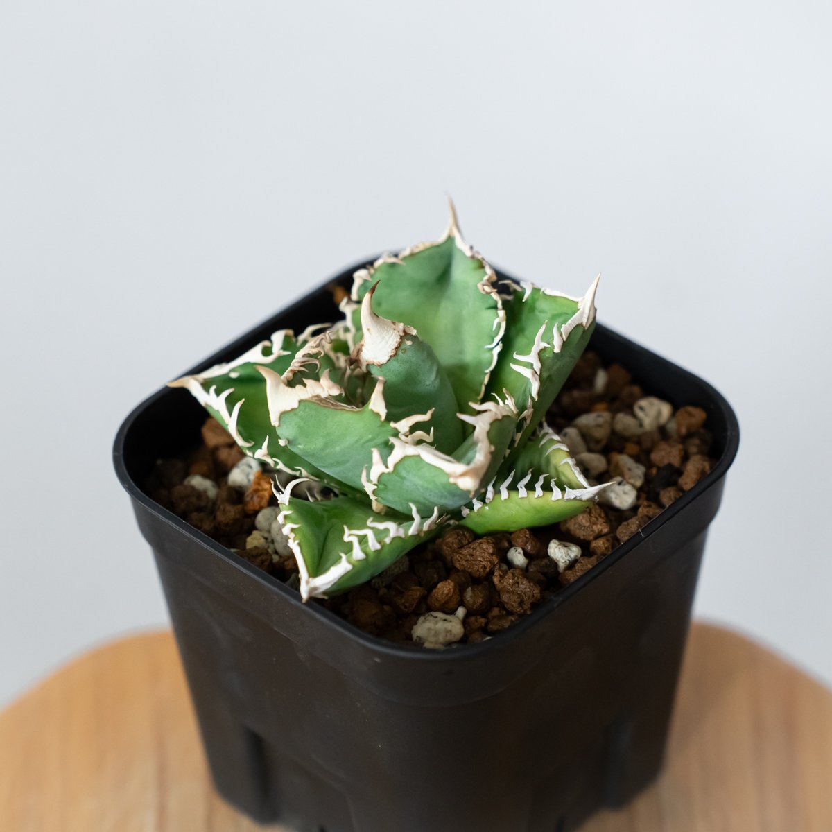 アガベ チタノタ 白幽霊【発根管理中】TC株 agave titanota white gho